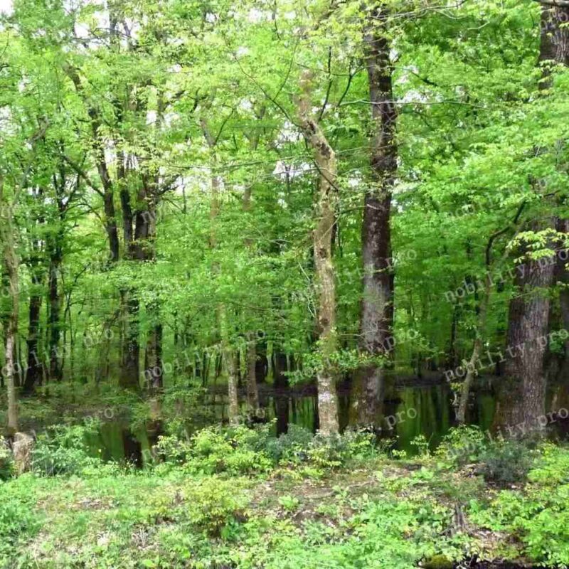 Ajameti forest near Kutaisi