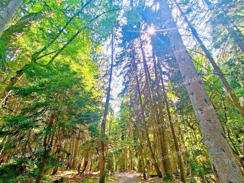 Borjomi forest